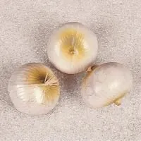 p9s25mg5e38wkojf1n8syzyl3lzpysd2