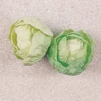 4w4a1ku93z637w61cfddju4khkqki4zs